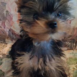 Yorkshire Terrier puppies from Charlene's Yorkshire Terriers