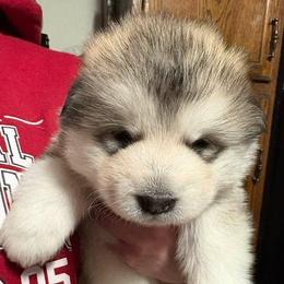 Taffy - Gray and white female Alaskan Malamute puppy in Indianapolis, Indiana from Kasaan Alaskan Malamutes