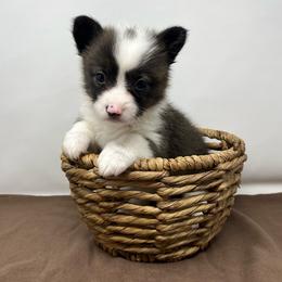 Nebula (brindle) - Brindle and white female American Corgi puppy in Waco, Texas from The Comma Corgis