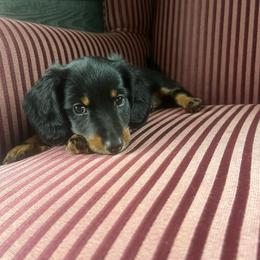 Gunner - Black and tan male Dachshund puppy in Arthur, Illinois from Chupp’s Puppies