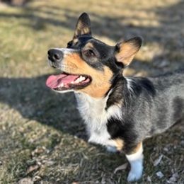 Pembroke Welsh Corgis from Poppy's Puppies