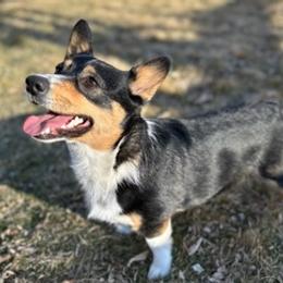 Pembroke Welsh Corgis from Poppy's Puppies