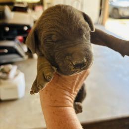 Boy 4 - Fawn male Great Dane puppy in Devine, Texas from Texas Devine Danes & Aussies
