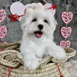 Annie Lu - White female Maltese puppy in Vinton, Louisiana from Dreams & Love Maltese
