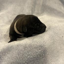 Katara - Brindle female xDutch Shepherd puppy in Chelsea, Alabama from Alliance K9