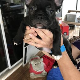 Boston Terrier, Bulldog, and French Bulldog Puppies from Tracy’s TLC Club