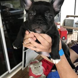 Boston Terrier, Bulldog, and French Bulldog Puppies from Tracy’s TLC Club
