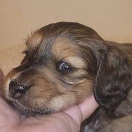 Dachshunds from Donette's Doxies