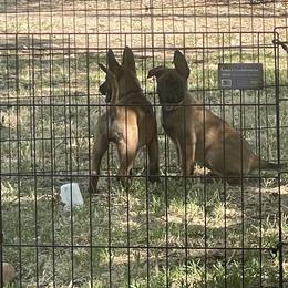 Belgian Malinois Puppies from BlueStone
