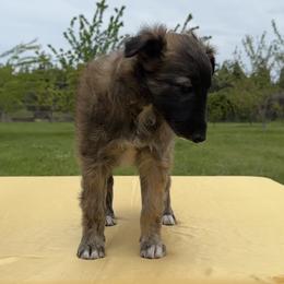 Silken Windhound Puppies from Luminous Silken Windhounds