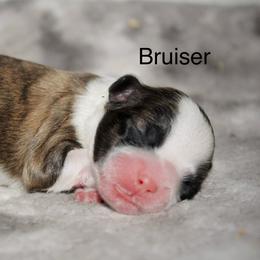 Bruiser - Brindle and white male Shih Tzu puppy in Pennsylvania from Manor Hills Shih Tzus
