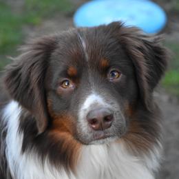 Dezi - Miniature American Shepherd