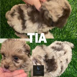Tia - Red merle female Aussiedoodle puppy in Knoxville, Tennessee from Legacy Farm