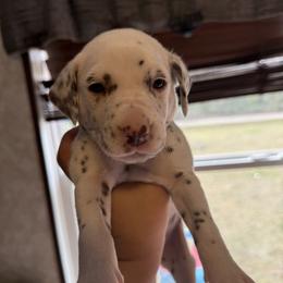 Rosey - White and liver brown female Dalmatian puppy in Hastings, Florida from Love My Spotty Dalmatians