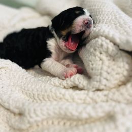 Bernedoodle Puppies from Cairn Ridge Doodles