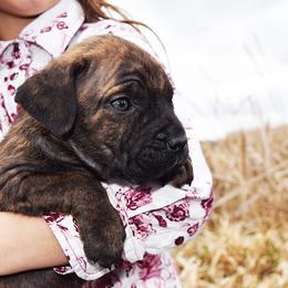 Girl 5 - Chestnut brindle female Cane Corso puppy in Emmett, Idaho from NorthWood’s Cane Corso