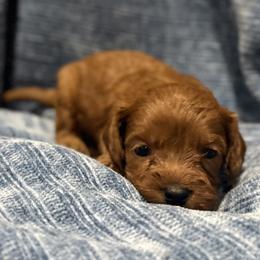 Cavapoo Puppies from Country Club Cavapoos
