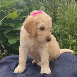 Pink Collar - Cream female Goldendoodle puppy in Willow Springs, Missouri from Todd Family Homestead