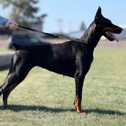 Doberman Pinscher puppies from El Mareya Misthios Kennel