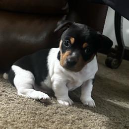 Boy1 - Black and white male Teddy Roosevelt Terrier puppy in Robards, Kentucky from Dream Tree Kennel
