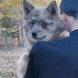 Huckleberry - Merle male Pomsky puppy in Gladstone, Virginia from Rustic Charms Miniature Huskys