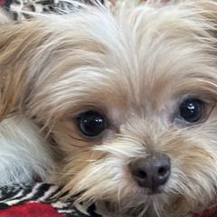 Mi-Kis from Brumbys Run Mi-Kis