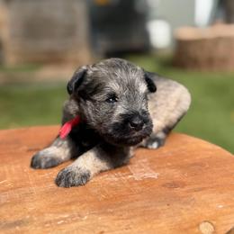 Red Collar Female - Salt and pepper female Miniature Schnauzer puppy in Brownwood, Texas from Texas Dreams Mini Schnauzers