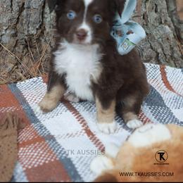 Sassy Red Tri Female - Red tri female Miniature Australian Shepherd puppy in Nacogdoches, Texas from TK Standard, Mini, & Toy Aussies