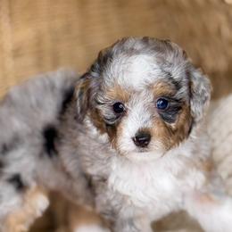 Spring - Merle female Bernedoodle puppy in West Jordan, Utah from Doodles Friend