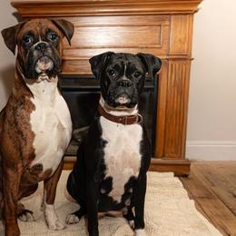Boxers from KCF Boxers