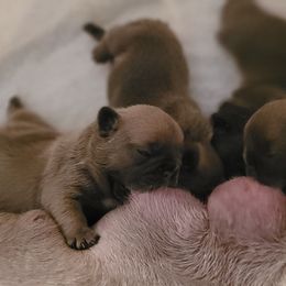 French Bulldog Puppies from 4 Leaf Frenchies