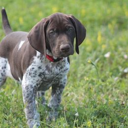 German Shorthaired Pointer Puppies from Magic City Gun Dogs