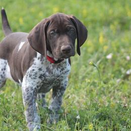 German Shorthaired Pointer Puppies from Magic City Gun Dogs