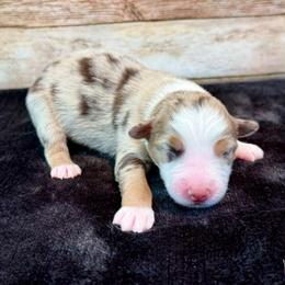 Wendy - Red merle female Miniature Australian Shepherd puppy in Midway, Texas from L Bar W Aussie Ranch