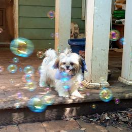 Shih Tzu Puppies from Tiny Bubbles Shih Tzus