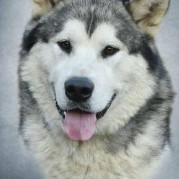 Arthur - Alaskan Malamute