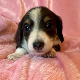 Jade - Piebald female Dachshund puppy in Williamson, New York from Maisy & Meg