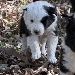 Maggie - Black and white female Border Collie puppy in Paris, Texas from Broadmoor Farm