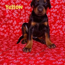 Yellow - Black and rust male Doberman Pinscher puppy in Louisville, Kentucky from Ruiz Dobermans