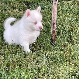 Pomsky Puppies from Promise Land Pomskies