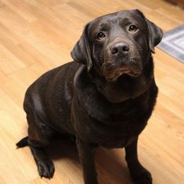 Bear - Labrador Retriever