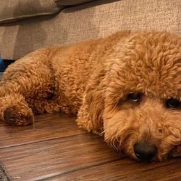Goldendoodles and Poodles from East Valley Pups