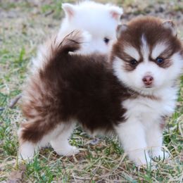 Cavapoo and Pomsky Puppies from Hatz Off Puppies