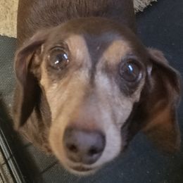 Hope - Dachshund