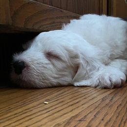 Old English Sheepdog Puppies from Stargazer OES