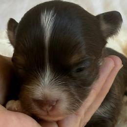 Comet - Chocolate and tan male Chihuahua puppy in Citrus Heights, California from Golden State Chihuahuas