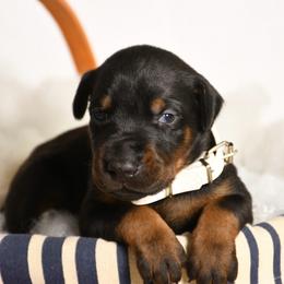 Boy 5 - Black and rust male Doberman Pinscher puppy in Overton, Texas from Obsidian Kennel