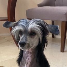 Chinese Crested All Grown Up from SoCal Chinese Crested