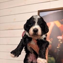 Girl 1 - Black and white female Bernedoodle puppy in Fort Meade, Florida from Baldwin Dood Ranch