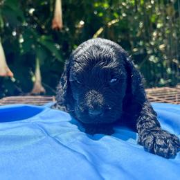 Azul - Black male Goldendoodle puppy in Willits, California from Big Island Goldendoodles